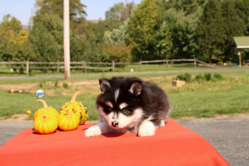 puppy, for, sale, Pomsky, Matthew B. Stoltzfus, dog, breeder, Gap, PA, dog-breeder, puppy-for-sale, forsale, nearby, find, puppyfind, locator, puppylocator, aca